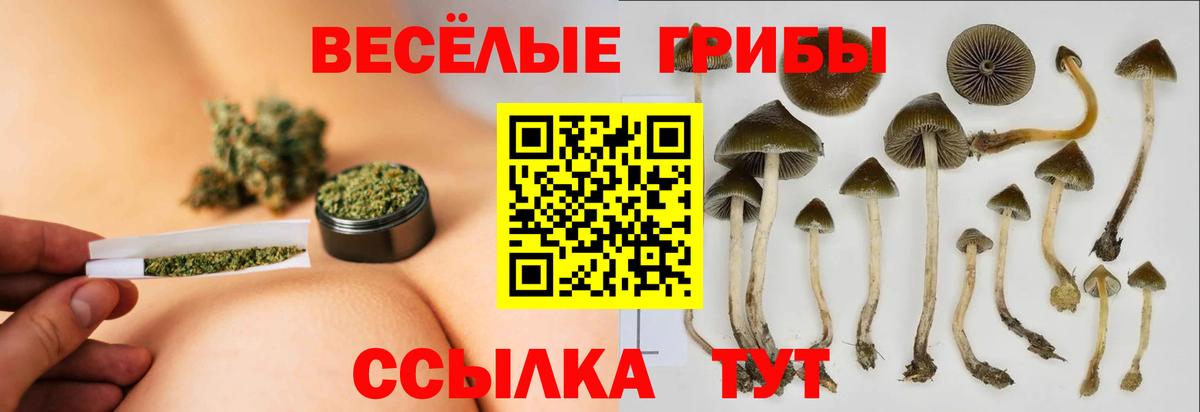 Псилоцибиновые грибы Psilocybine cubensis Саки